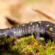 Salamandra moteada adulta. Foto: AMNH/E. Chapman